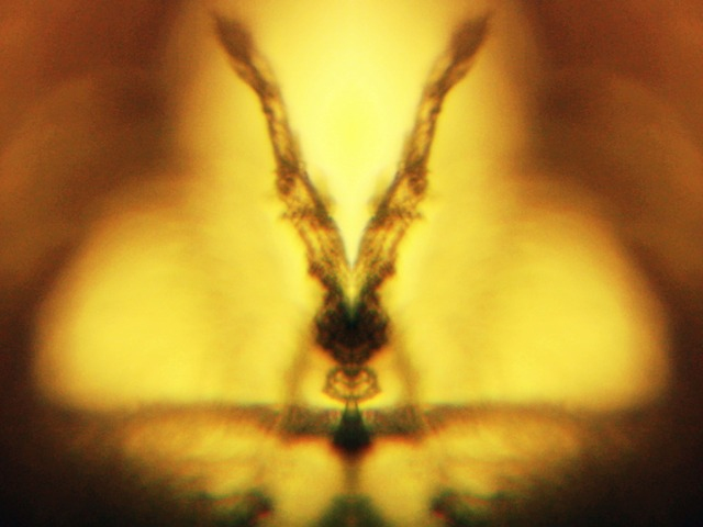 Electronic Insects