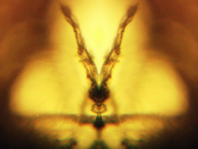 Electronic Insects